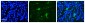 FBXW7 Antibody - C-terminal region